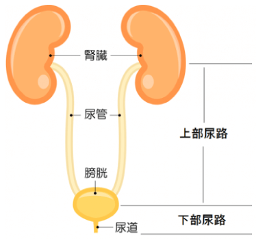上から、腎臓、尿管、膀胱、尿道。（腎臓から膀胱までが上部尿路で、膀胱から尿道が下部尿路）。